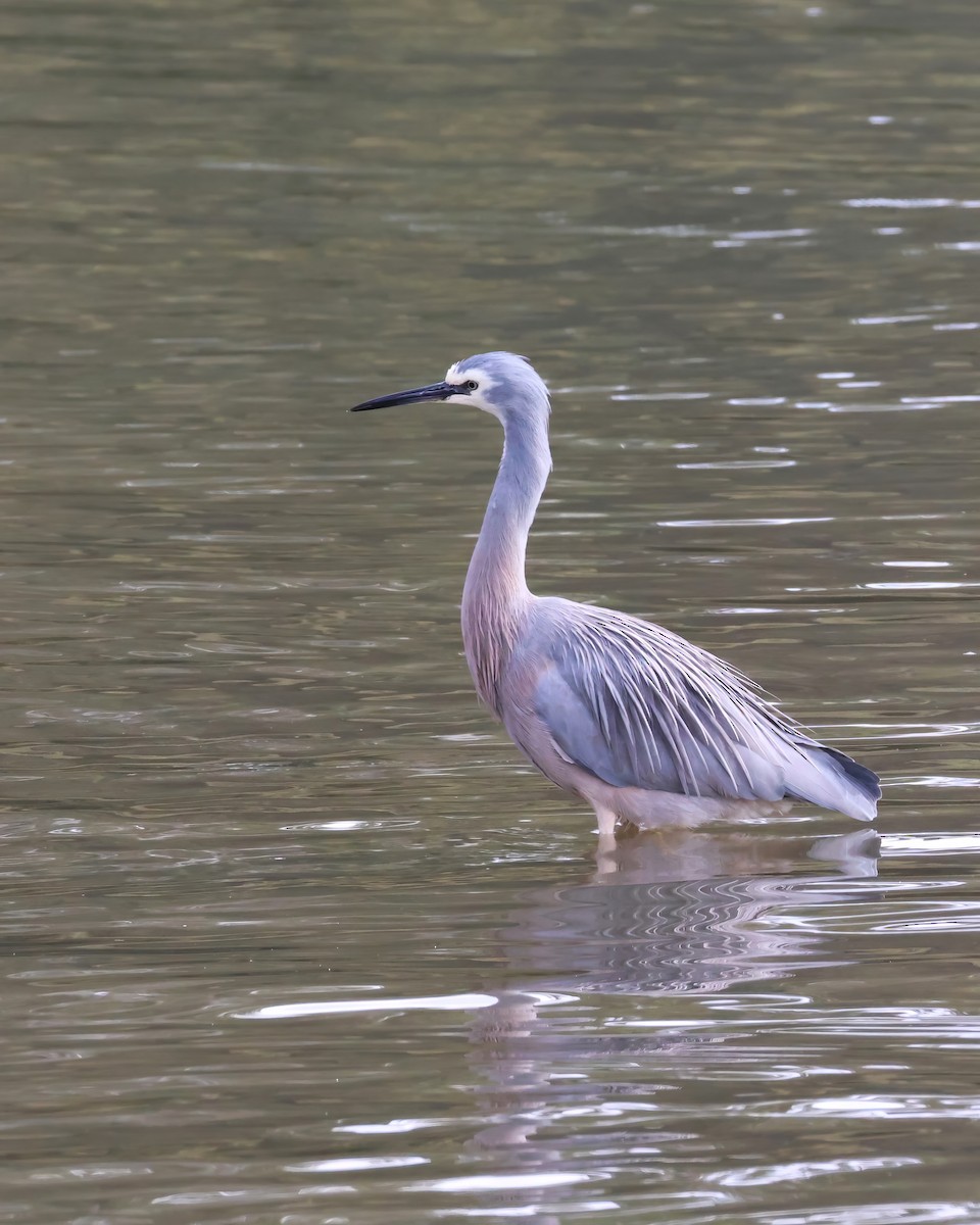 White-faced Heron - ML606406371
