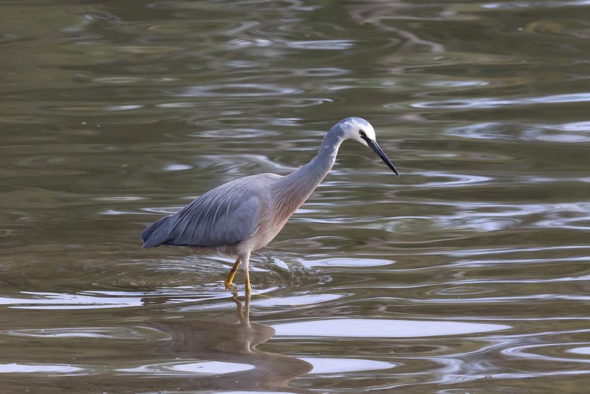 White-faced Heron - ML606406381