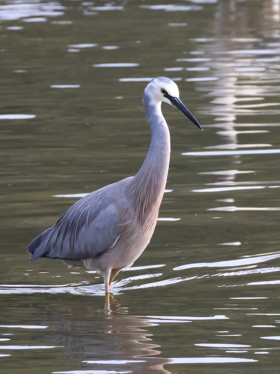 White-faced Heron - ML606406391