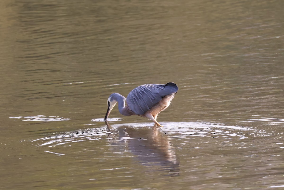White-faced Heron - ML606406411