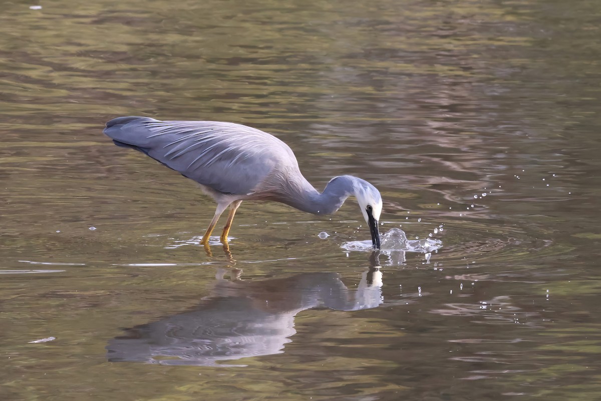 White-faced Heron - ML606406421
