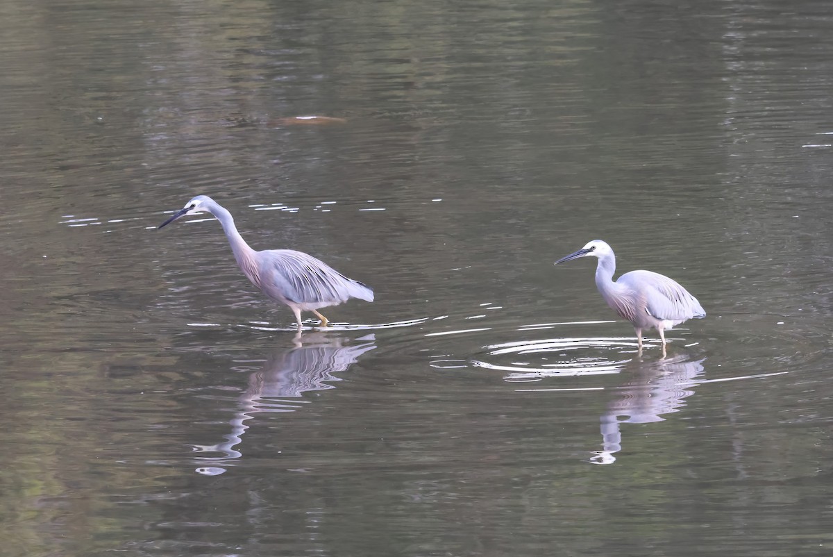 White-faced Heron - ML606406431