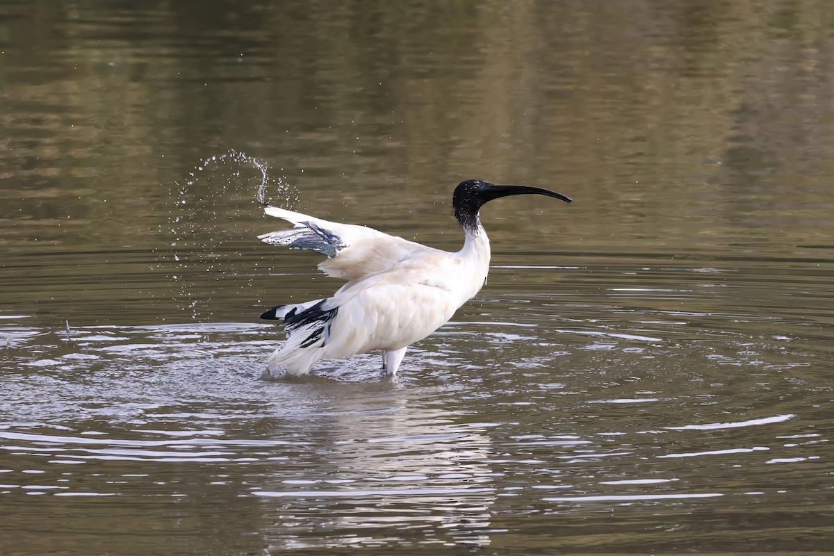 Australian Ibis - ML606406471