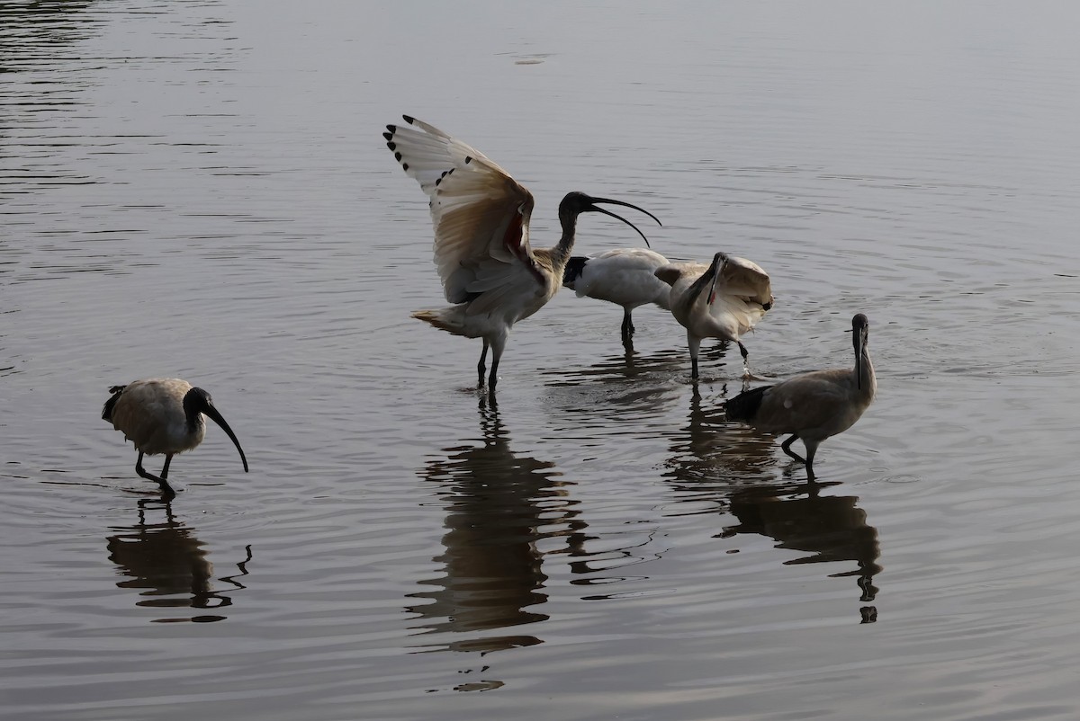 Australian Ibis - ML606406481