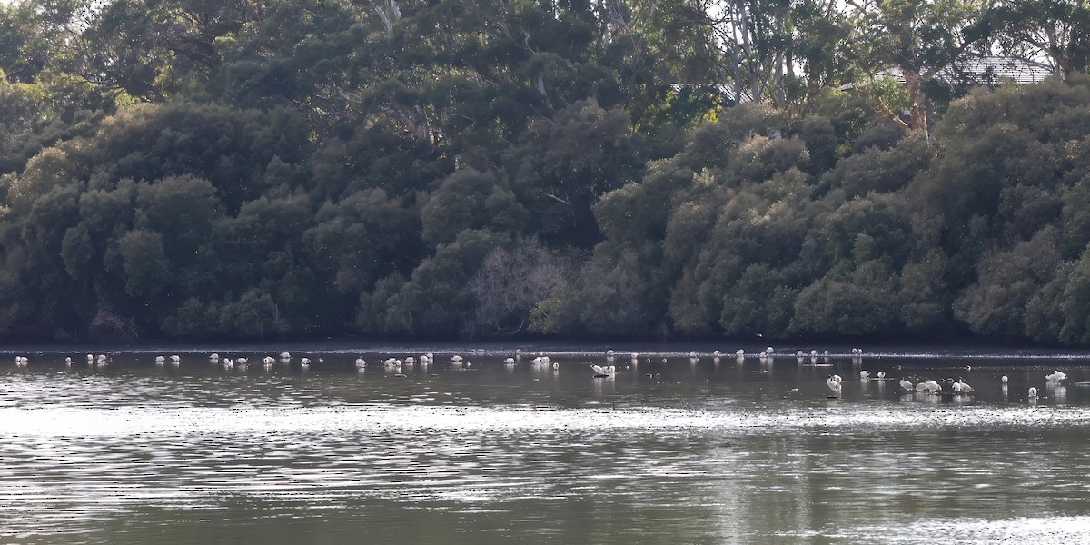 Australian Ibis - ML606406491