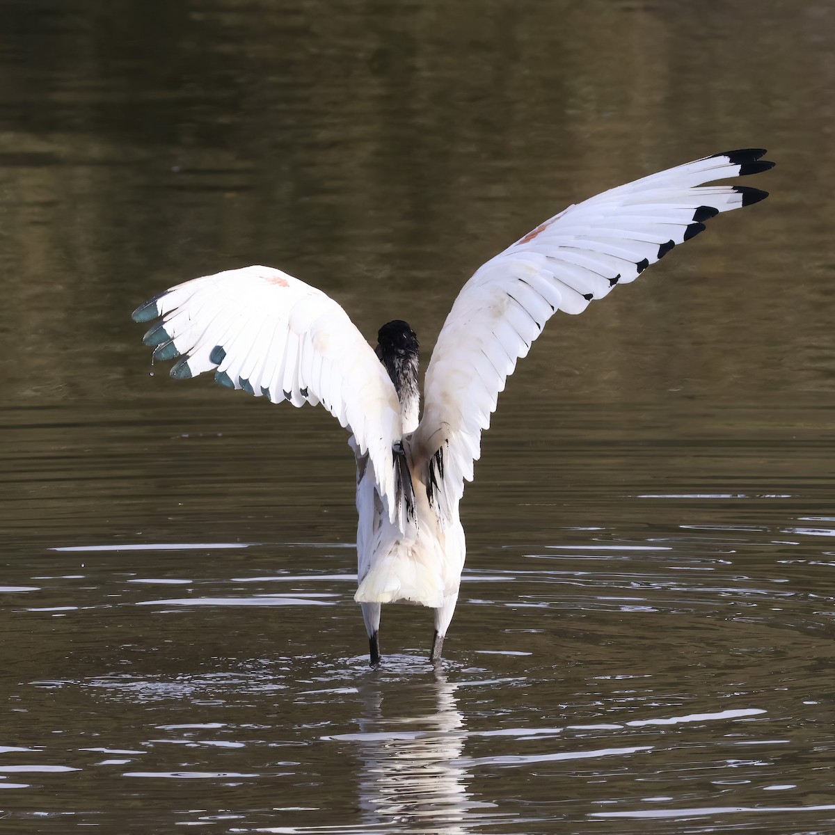 Australian Ibis - ML606406501
