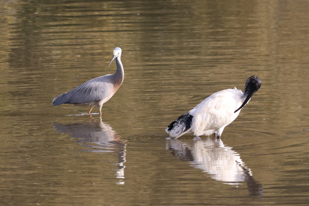 Australian Ibis - ML606406511