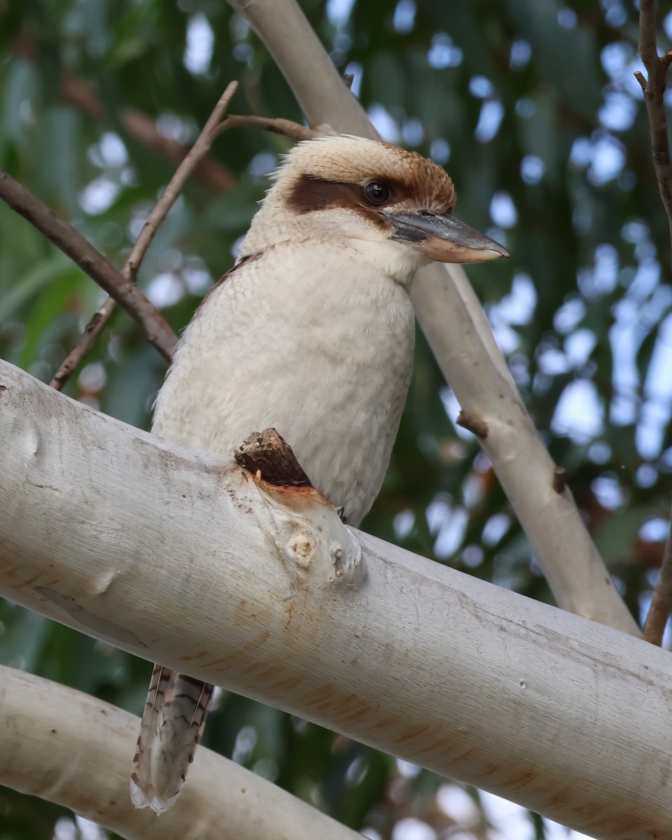 Laughing Kookaburra - ML606406591