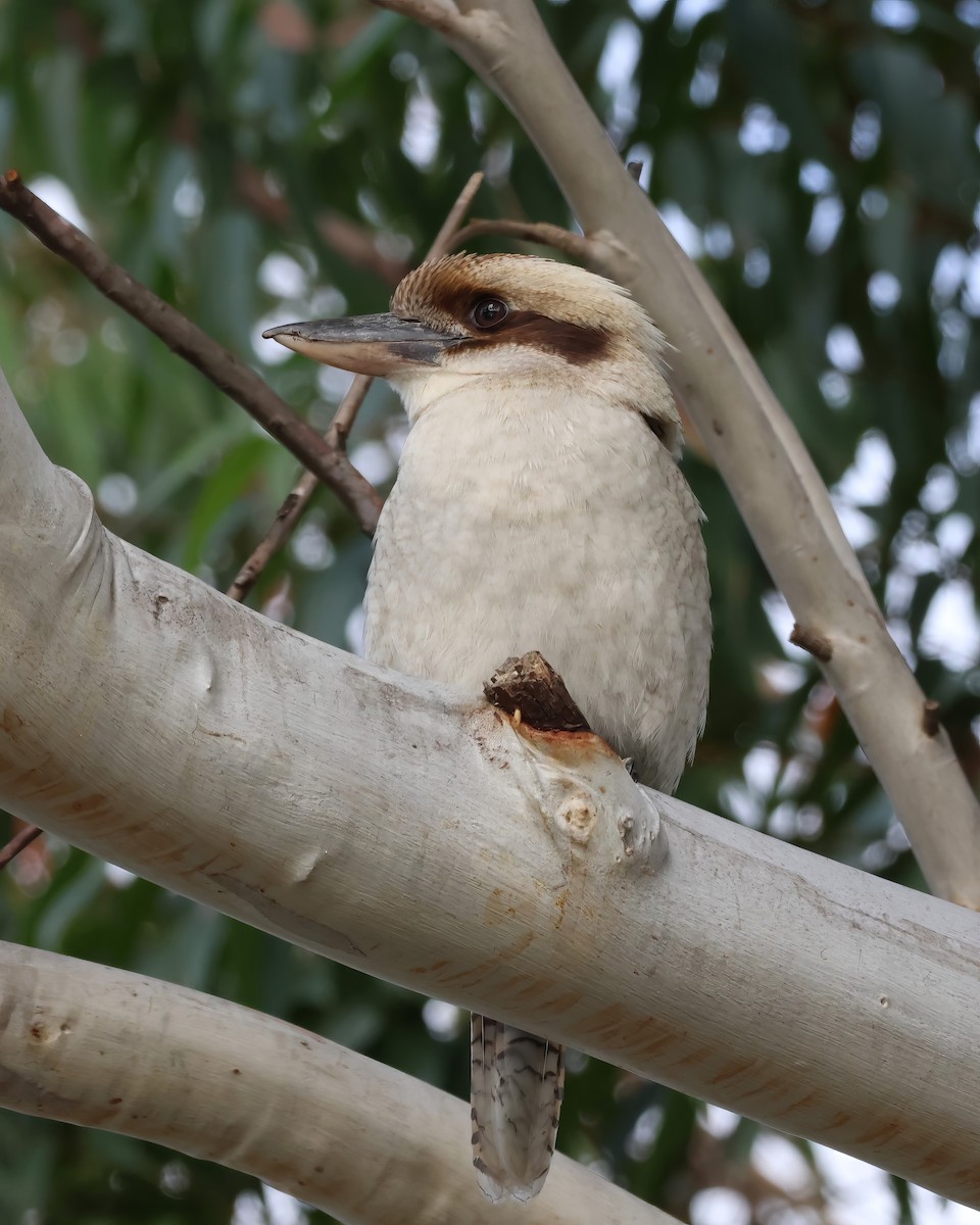 Laughing Kookaburra - ML606406601