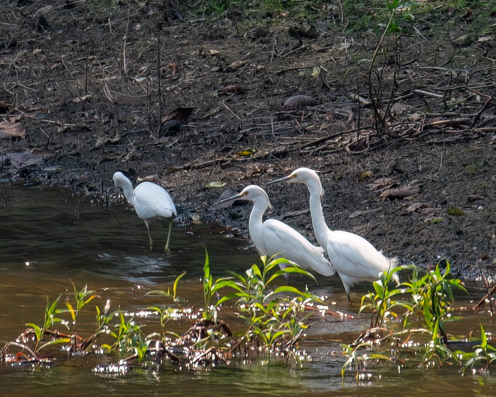 Snowy Egret - ML606406781