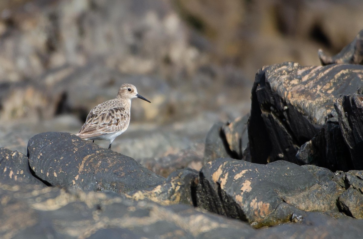 Baird's Sandpiper - ML606406871