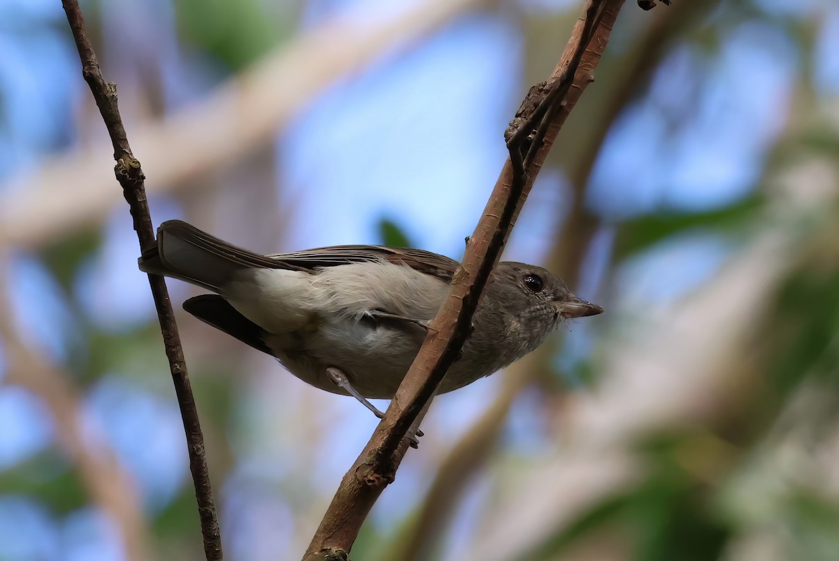 Golden Whistler (Eastern) - ML606406911