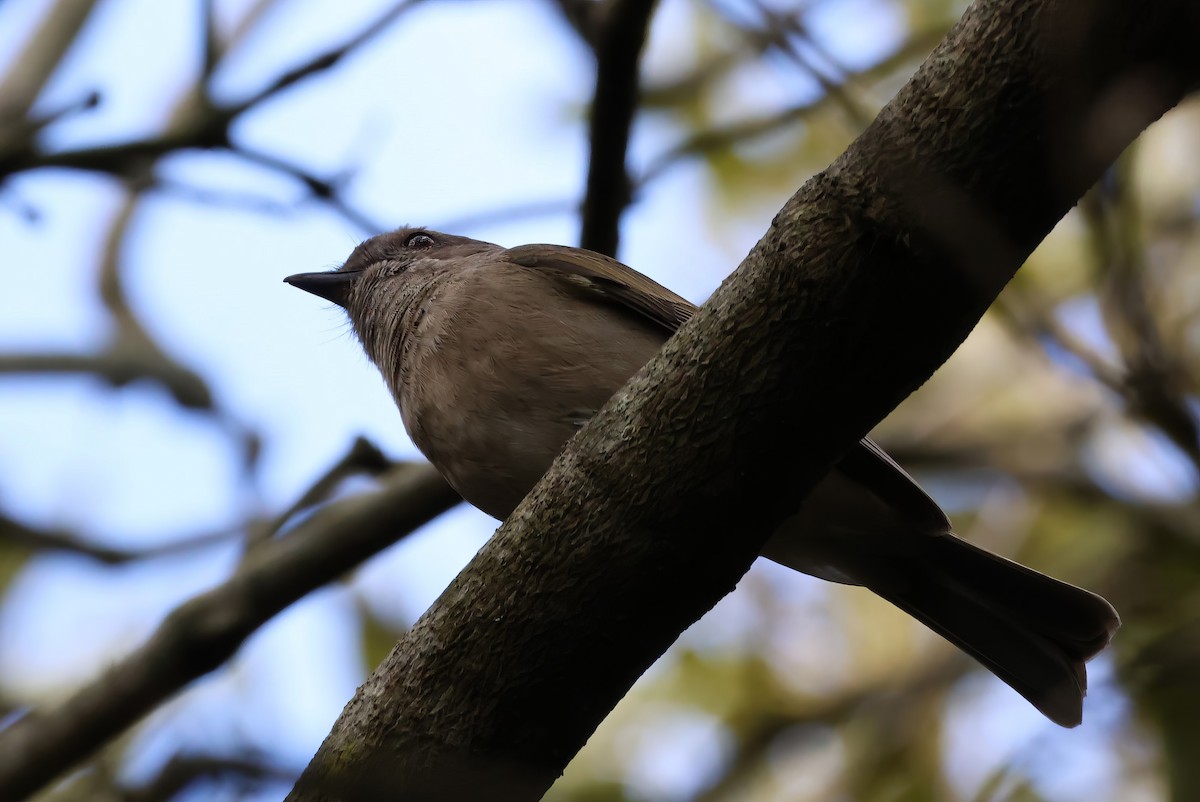 Golden Whistler (Eastern) - ML606406921