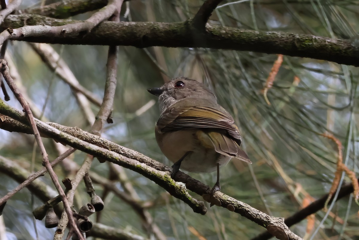 Golden Whistler (Eastern) - ML606406941