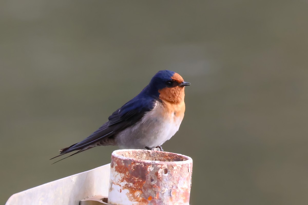 Welcome Swallow - ML606407001