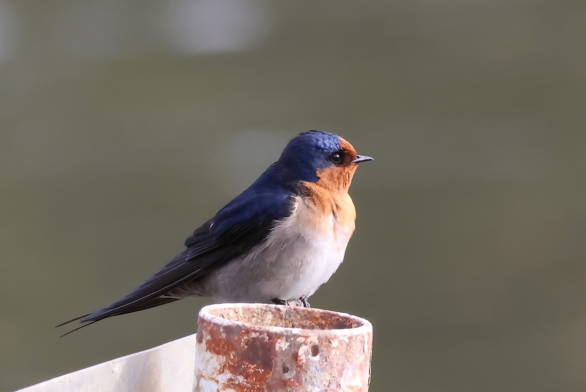 Welcome Swallow - ML606407011