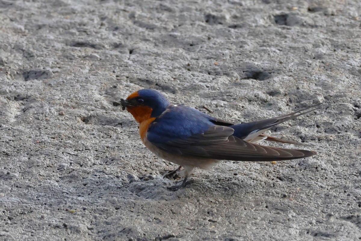 Welcome Swallow - ML606407021