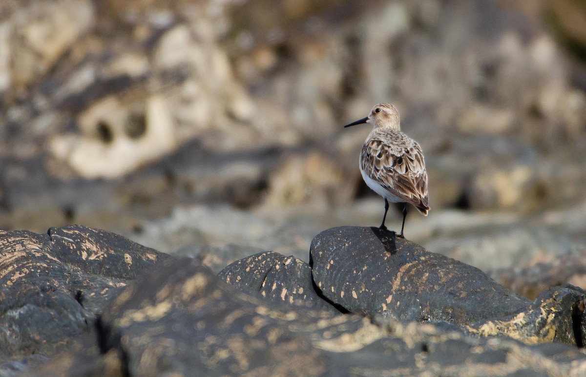 Baird's Sandpiper - ML606407031