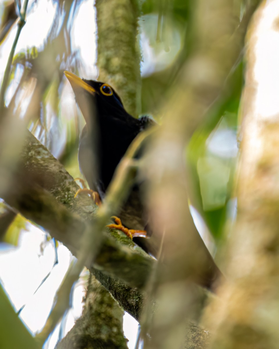 Yellow-legged Thrush - ML606407131