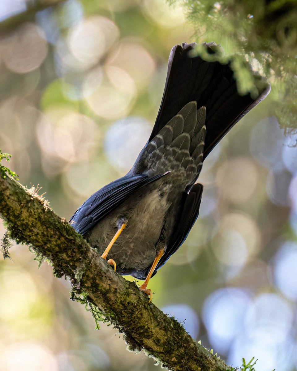 Yellow-legged Thrush - ML606407141