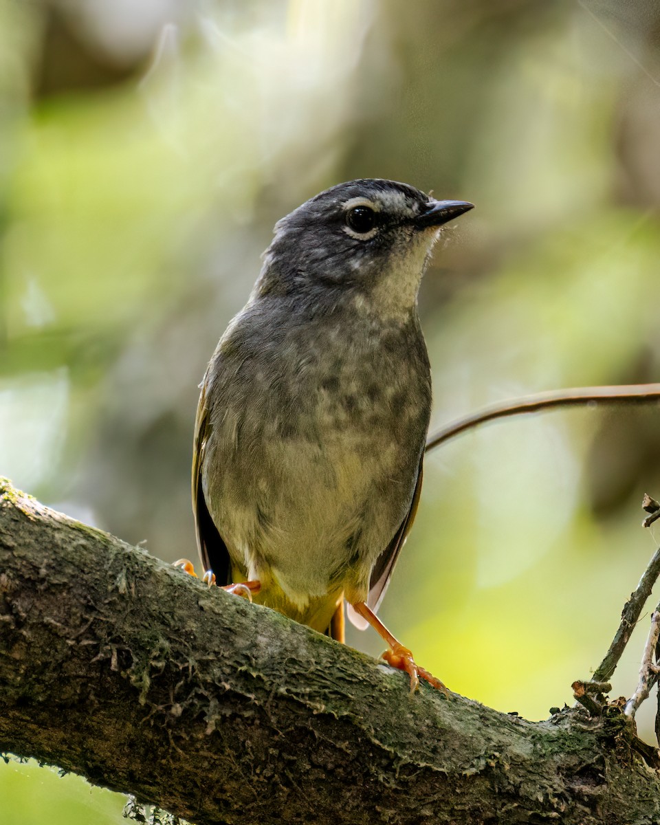 Olivflanken-Waldsänger - ML606407191