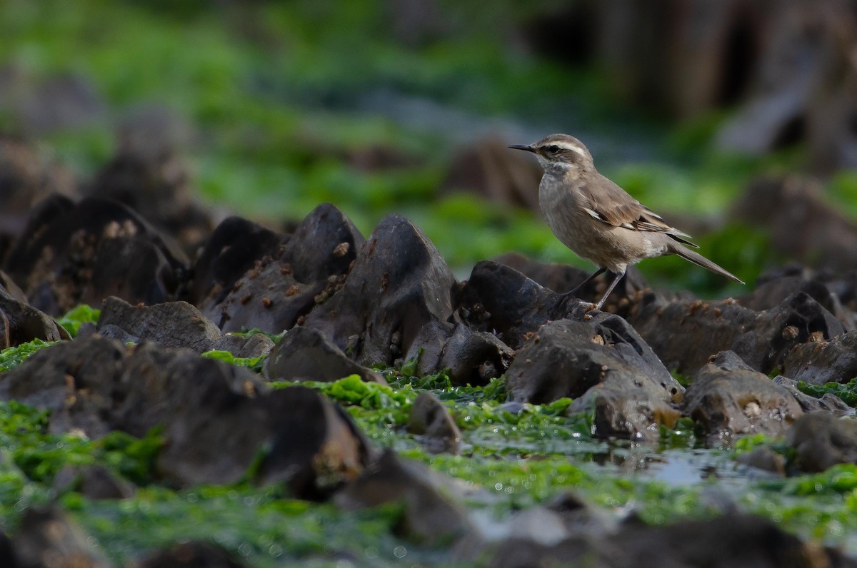 Buff-winged Cinclodes - Bettina Amorín