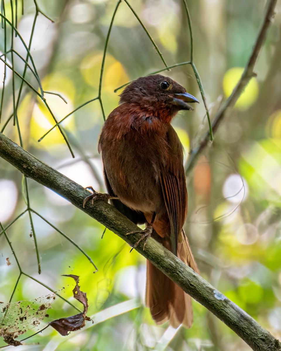 Red-crowned Ant-Tanager - ML606407321