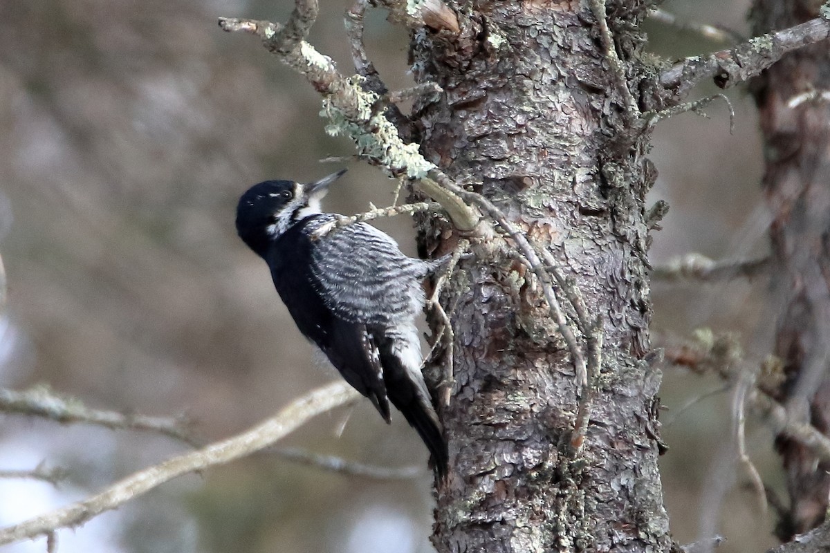 Black-backed Woodpecker - Daniel  Bellich