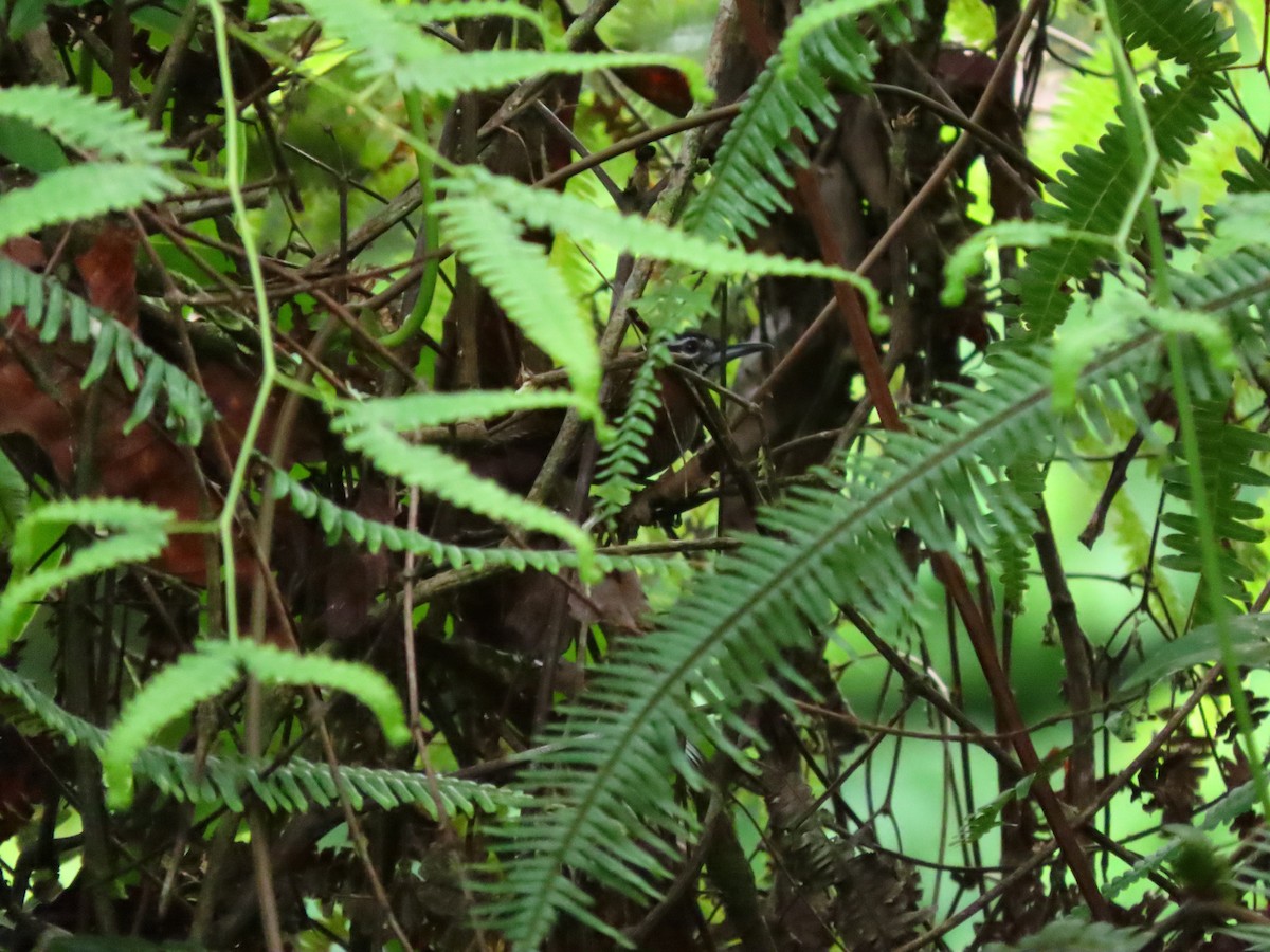 White-breasted Wood-Wren - ML606408001