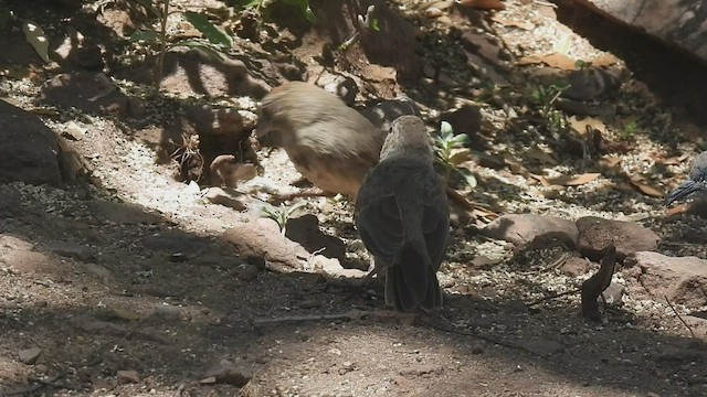 Canyon Towhee - ML606408501