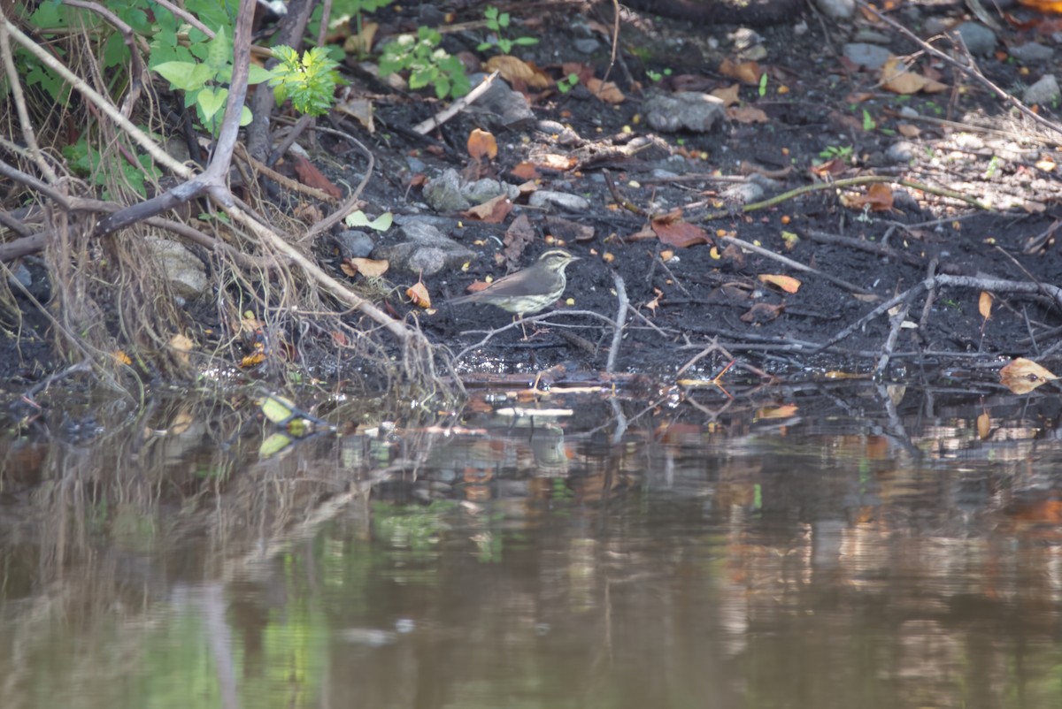 Northern Waterthrush - ML606409031