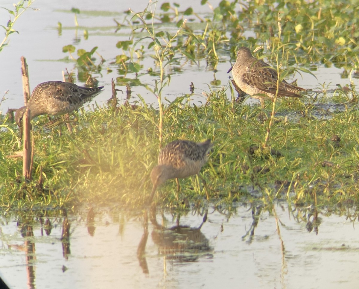 Short-billed/Long-billed Dowitcher - ML606409201