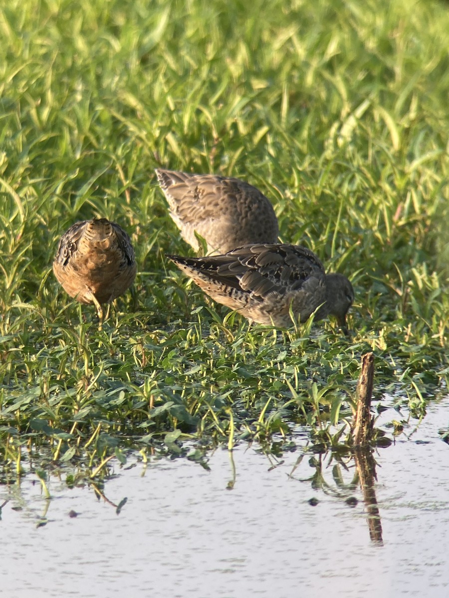 Short-billed/Long-billed Dowitcher - ML606409221