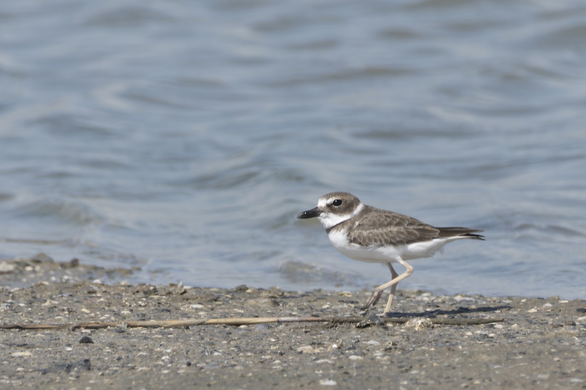 Wilson's Plover - Bryan Calk