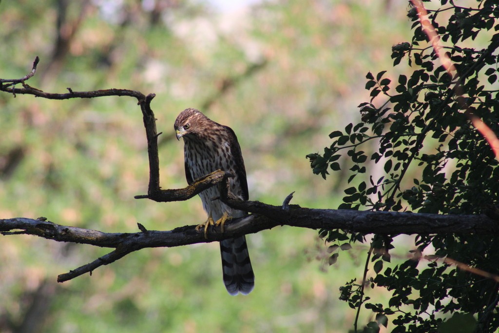 Cooper's Hawk - ML606410751