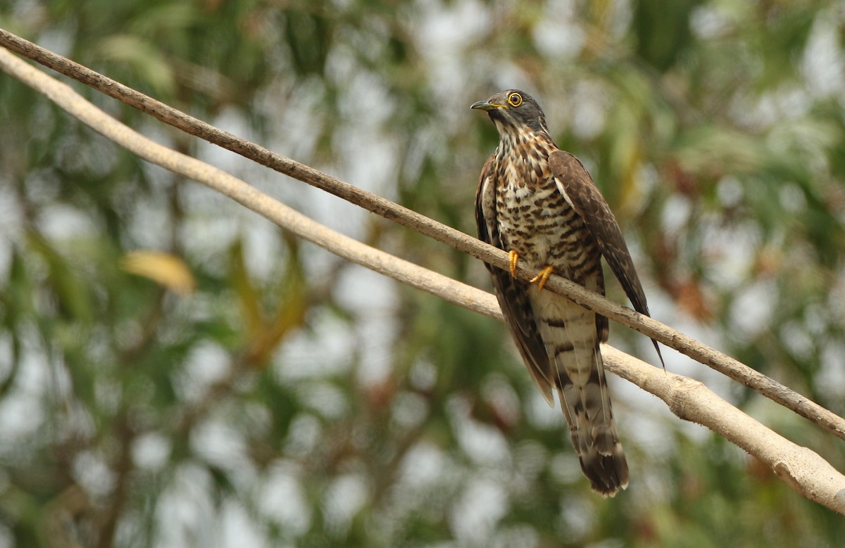 Large Hawk-Cuckoo - Luke Seitz