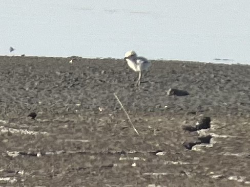 Snowy Plover - ML606411391