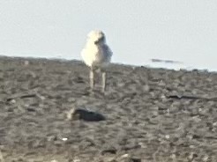 Snowy Plover - ML606411401