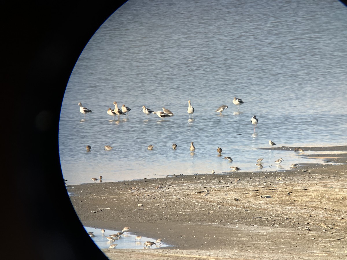 Snowy Plover - Roger Muskat