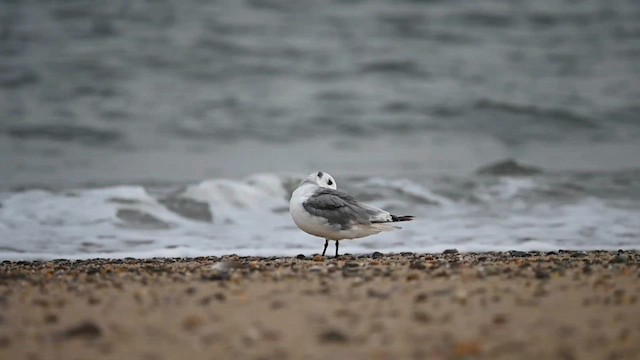 Black-legged Kittiwake - ML606412431