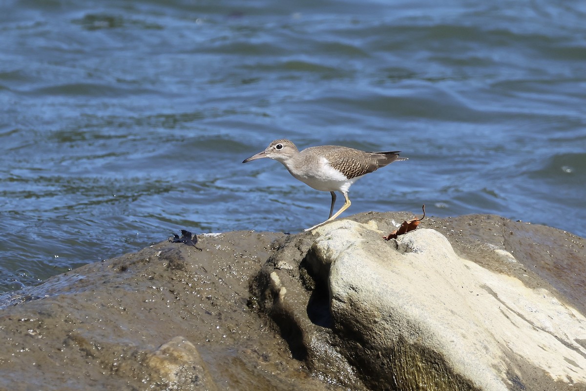 Spotted Sandpiper - ML606412821