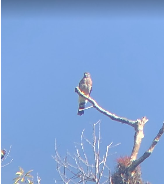 Roadside Hawk (Northern) - ML606413161