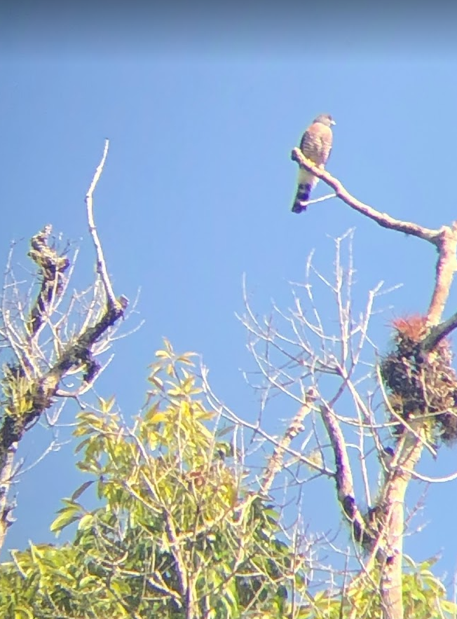 Roadside Hawk (Northern) - ML606413171