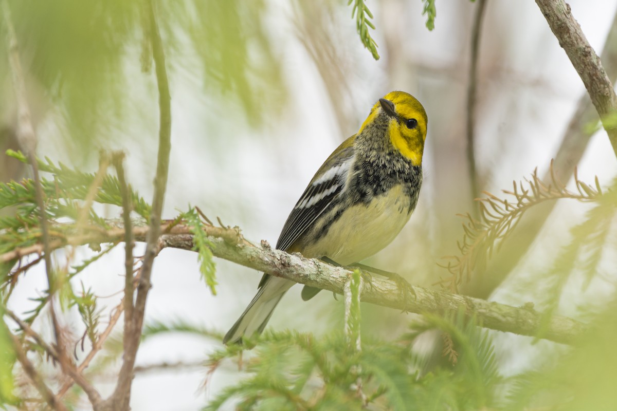 Black-throated Green Warbler - ML606413871
