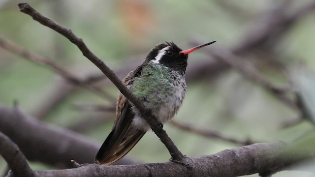 White-eared Hummingbird - ML606413921