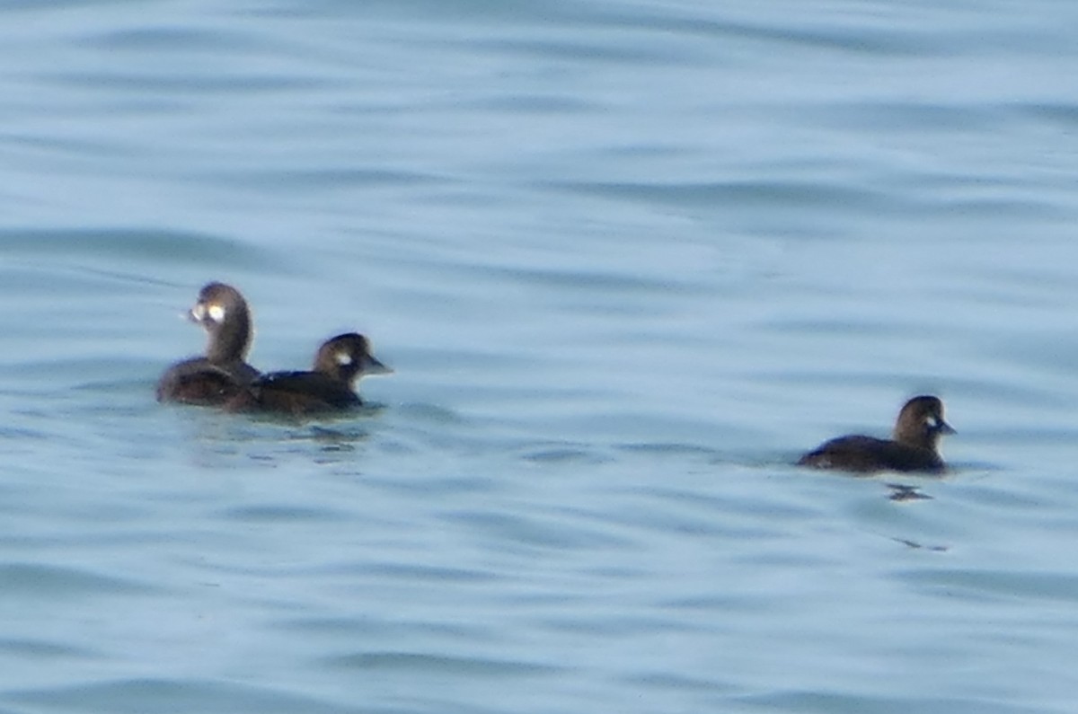 Harlequin Duck - ML606414061