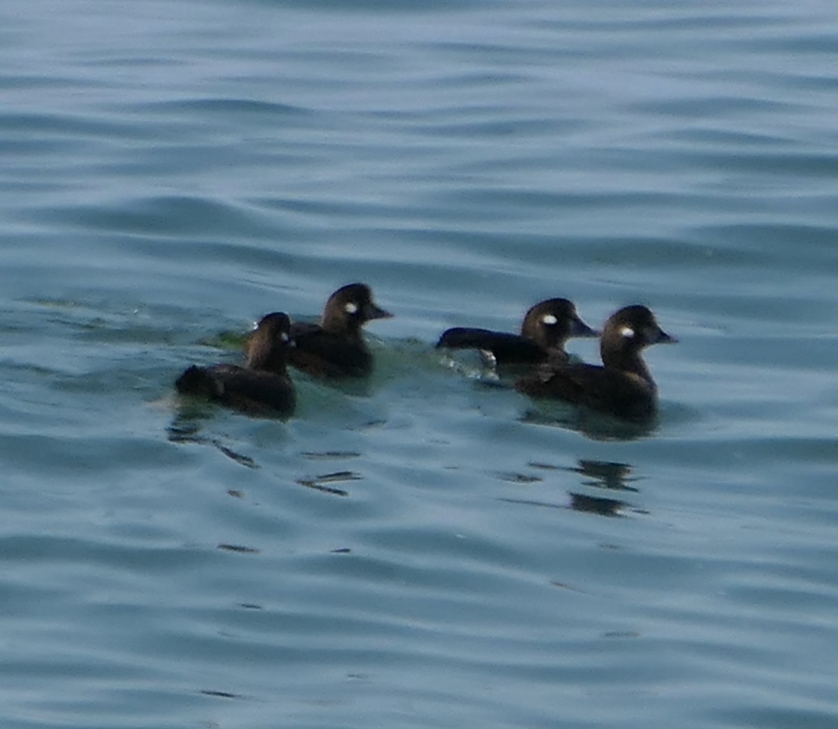 Harlequin Duck - Melanie Barnett