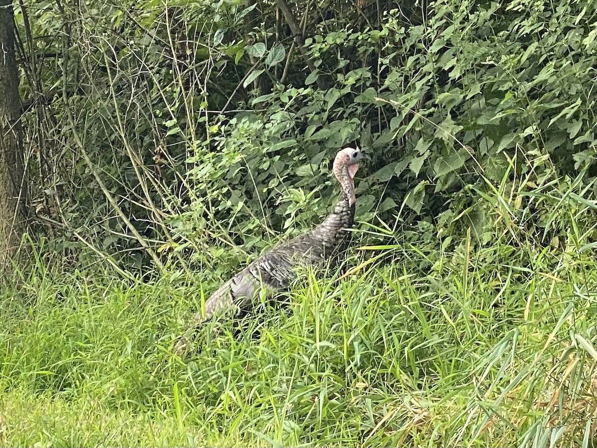 Wild Turkey - ML606414691