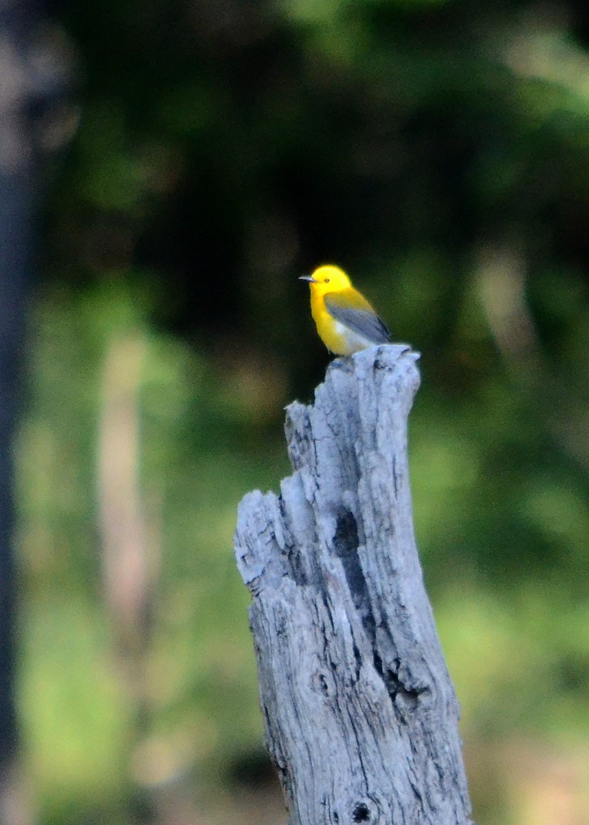 Prothonotary Warbler - ML60641591