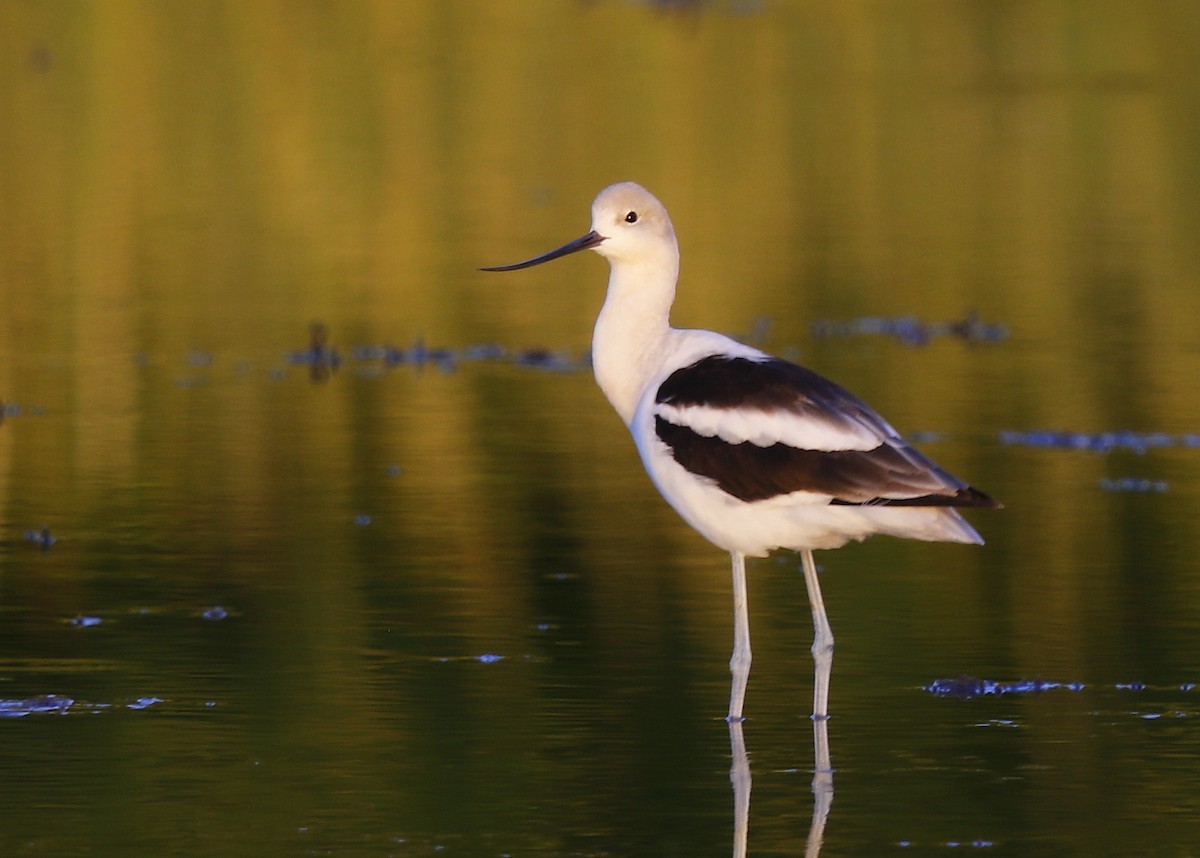 Avoceta Americana - ML606416311